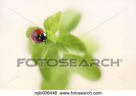Stock Photo - Mint. Fotosearch