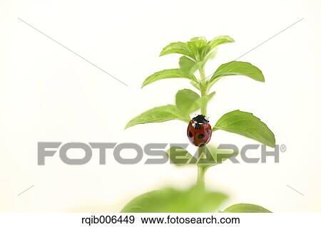 Mint View Large Photo Image Stock Photo - Mint. Fotosearch