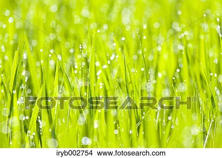 Morning dew on green leaves View Large Photo Image Picture - Morning dew on green leaves. Fotosearch
