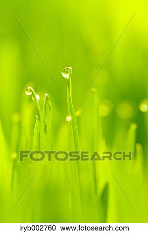 Stock Image - Morning dew on green leaves. Fotosearch