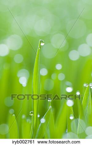 Morning dew on green leaves View Large Photo Image Stock Image - Morning dew on green leaves. Fotosearch