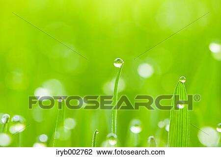 Stock Image - Morning dew on green leaves. Fotosearch