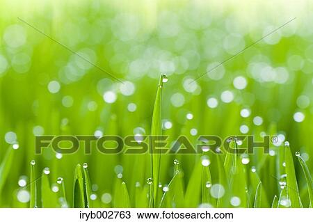 Morning dew on green leaves View Large Photo Image Stock Image - Morning dew on green leaves. Fotosearch