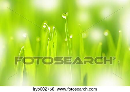 Morning dew on green leaves View Large Photo Image Stock Photo - Morning dew on green leaves. Fotosearch
