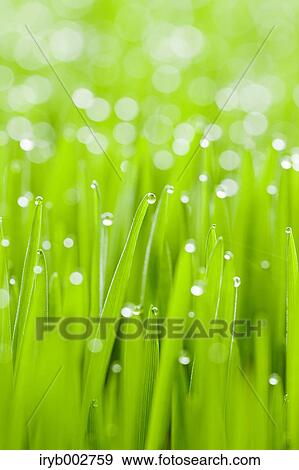 Morning dew on green leaves View Large Photo Image Stock Photo - Morning dew on green leaves. Fotosearch