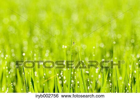 Morning dew on green leaves View Large Photo Image Stock Photograph - Morning dew on green leaves. Fotosearch
