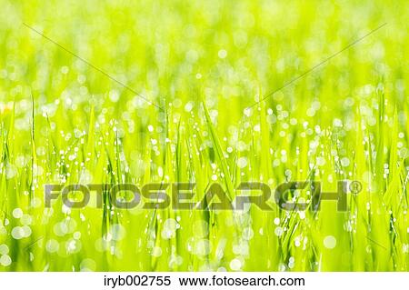 Morning dew on green leaves View Large Photo Image Stock Photography - Morning dew on green leaves. Fotosearch