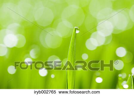 Morning dew on green leaves View Large Photo Image Stock Photography - Morning dew on green leaves. Fotosearch