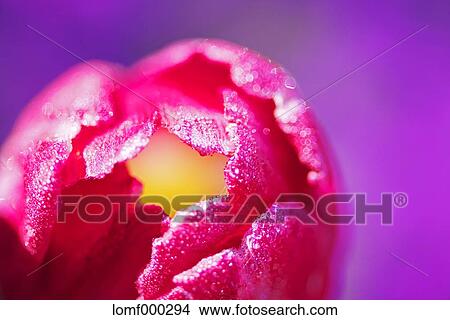 Moss Phlox View Large Photo Image Picture - Moss Phlox. Fotosearch