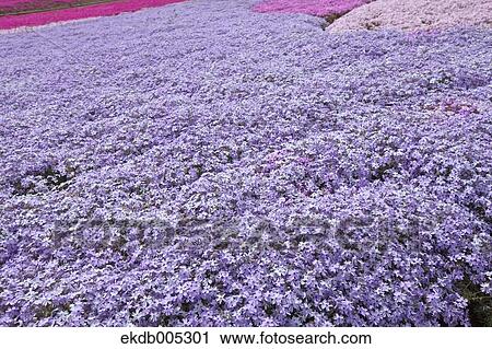 Moss Phlox View Large Photo Image Stock Image - Moss Phlox. Fotosearch