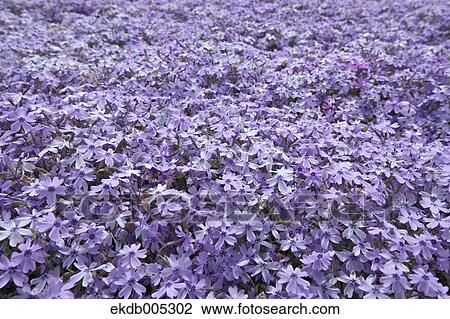 Moss Phlox View Large Photo Image Stock Image - Moss Phlox. Fotosearch