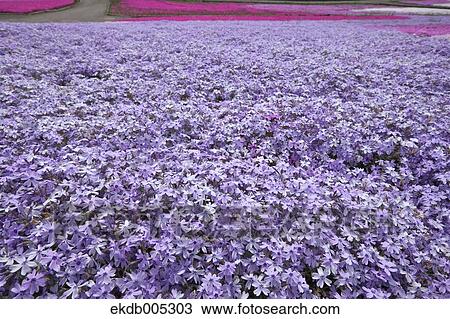 Moss Phlox View Large Photo Image Stock Image - Moss Phlox. Fotosearch