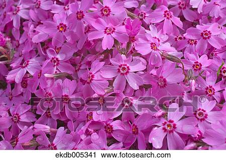 Stock Image - Moss Phlox. Fotosearch