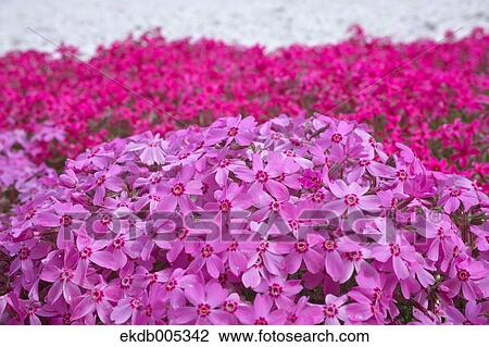Moss Phlox View Large Photo Image Stock Image - Moss Phlox. Fotosearch