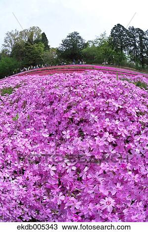 Moss Phlox View Large Photo Image Stock Image - Moss Phlox. Fotosearch