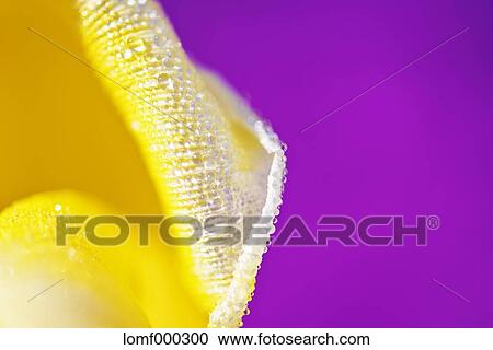 Moss Phlox View Large Photo Image Stock Image - Moss Phlox. Fotosearch