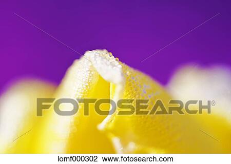Moss Phlox View Large Photo Image Stock Image - Moss Phlox. Fotosearch