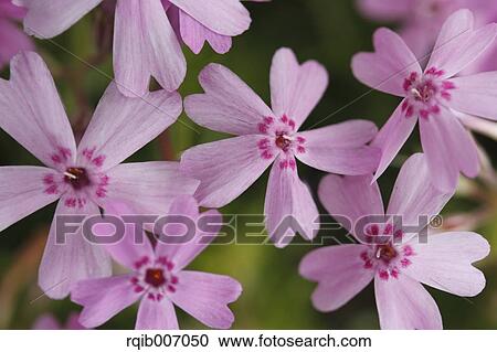 Moss Phlox View Large Photo Image Stock Image - Moss Phlox. Fotosearch