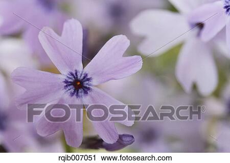 Moss Phlox View Large Photo Image Stock Image - Moss Phlox. Fotosearch