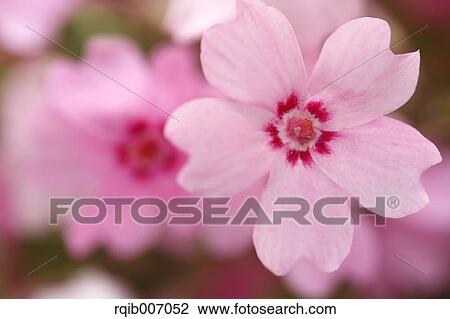 Moss Phlox View Large Photo Image Stock Image - Moss Phlox. Fotosearch