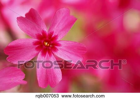 Moss Phlox View Large Photo Image Stock Image - Moss Phlox. Fotosearch