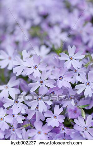Stock Photo - Moss Phlox. Fotosearch
