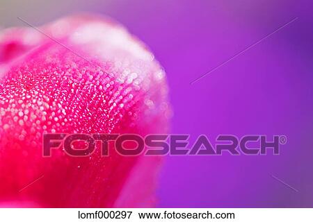 Moss Phlox View Large Photo Image Stock Photo - Moss Phlox. Fotosearch