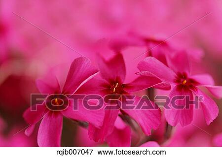 Moss Phlox View Large Photo Image Stock Photo - Moss Phlox. Fotosearch