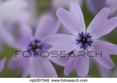 Moss Phlox View Large Photo Image Stock Photo - Moss Phlox. Fotosearch