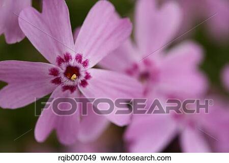 Moss Phlox View Large Photo Image Stock Photo - Moss Phlox. Fotosearch