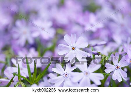 Moss Phlox View Large Photo Image Stock Photograph - Moss Phlox. Fotosearch