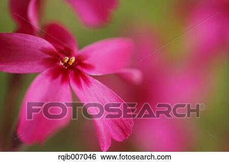 Moss Phlox View Large Photo Image Stock Photograph - Moss Phlox. Fotosearch