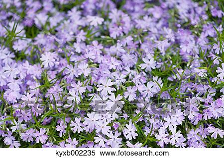 Moss Phlox View Large Photo Image Stock Photography - Moss Phlox. Fotosearch