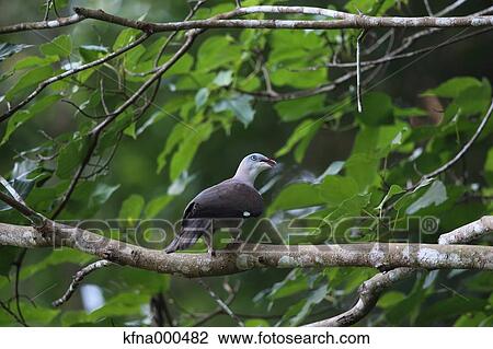 Mountain Imperial Pigeon View Large Photo Image Stock Image - Mountain Imperial Pigeon. Fotosearch