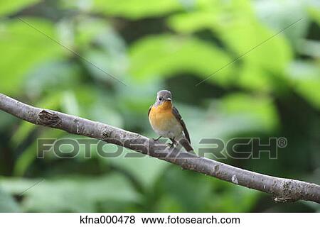 Mugimaki Flycatcher View Large Photo Image Stock Photo - Mugimaki Flycatcher. Fotosearch