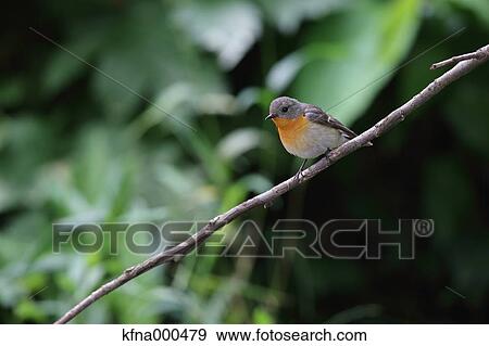 Mugimaki Flycatcher View Large Photo Image Stock Photo - Mugimaki Flycatcher. Fotosearch