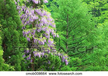 Nagano Prefecture, Japan View Large Photo Image Picture - Nagano Prefecture, Japan. Fotosearch