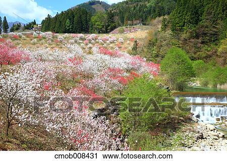 Stock Image - Nagano Prefecture, Japan. Fotosearch