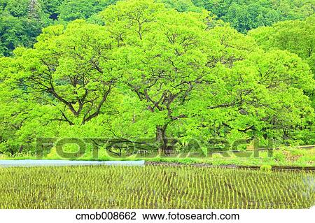 Nagano Prefecture, Japan View Large Photo Image Stock Image - Nagano Prefecture, Japan. Fotosearch
