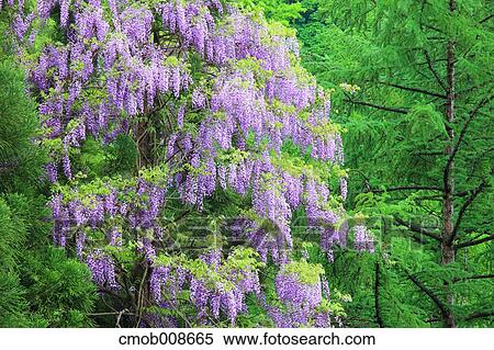 Nagano Prefecture, Japan View Large Photo Image Stock Photography - Nagano Prefecture, Japan. Fotosearch