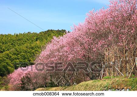 Nara Prefecture, Japan View Large Photo Image Picture - Nara Prefecture, Japan. Fotosearch