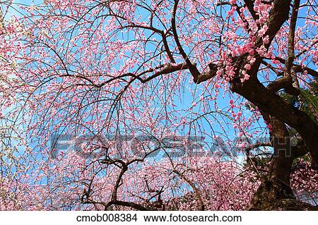 Nara Prefecture, Japan View Large Photo Image Picture - Nara Prefecture, Japan. Fotosearch