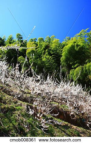 Stock Image - Nara Prefecture, Japan. Fotosearch