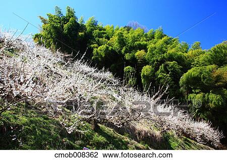 Stock Image - Nara Prefecture, Japan. Fotosearch
