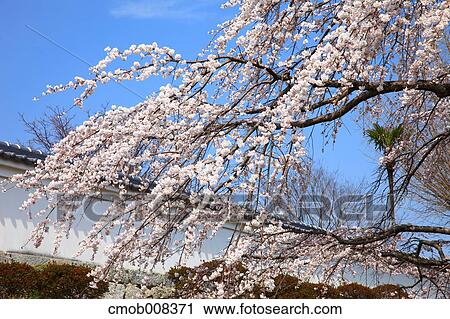 Stock Image - Nara Prefecture, Japan. Fotosearch