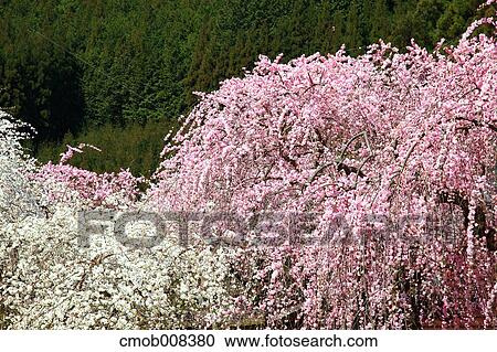 Nara Prefecture, Japan View Large Photo Image Stock Image - Nara Prefecture, Japan. Fotosearch