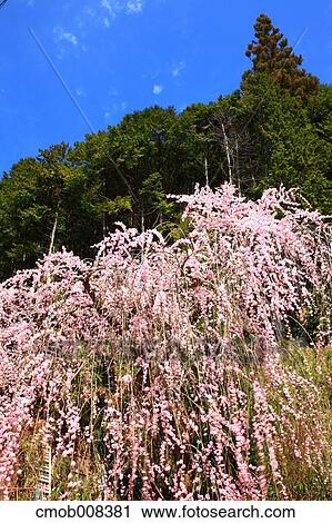 Nara Prefecture, Japan View Large Photo Image Stock Image - Nara Prefecture, Japan. Fotosearch