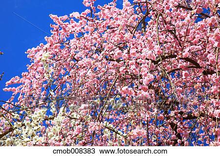 Nara Prefecture, Japan View Large Photo Image Stock Image - Nara Prefecture, Japan. Fotosearch