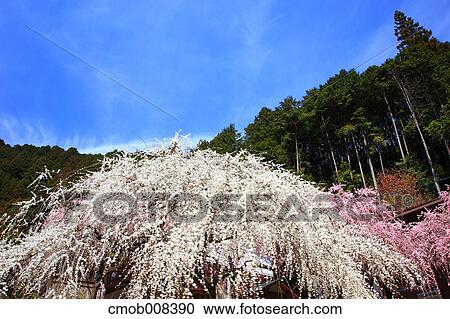 Nara Prefecture, Japan View Large Photo Image Stock Image - Nara Prefecture, Japan. Fotosearch