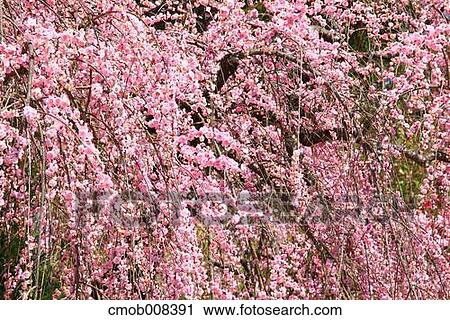 Nara Prefecture, Japan View Large Photo Image Stock Image - Nara Prefecture, Japan. Fotosearch